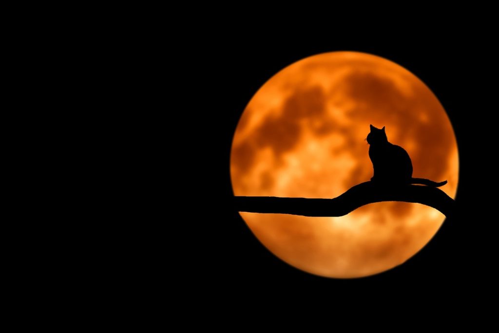 tree, cat, silhouette-736877.jpg