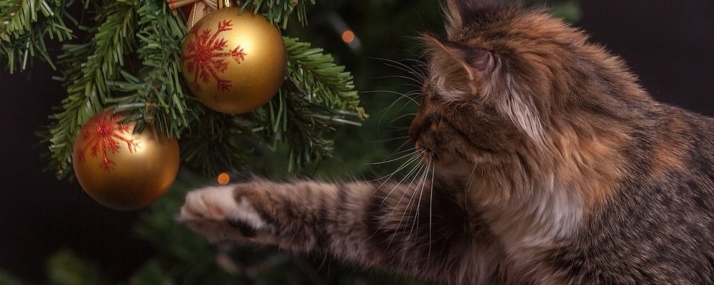 cat, christmas tree, ornaments-1822979.jpg